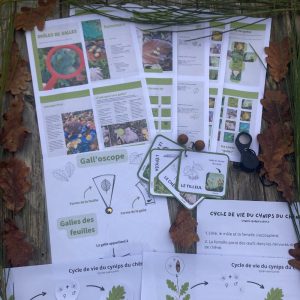 drôle de galles activité nature enfant, kit pret à l'emploi, outils pédagogiques excroissance feuilles