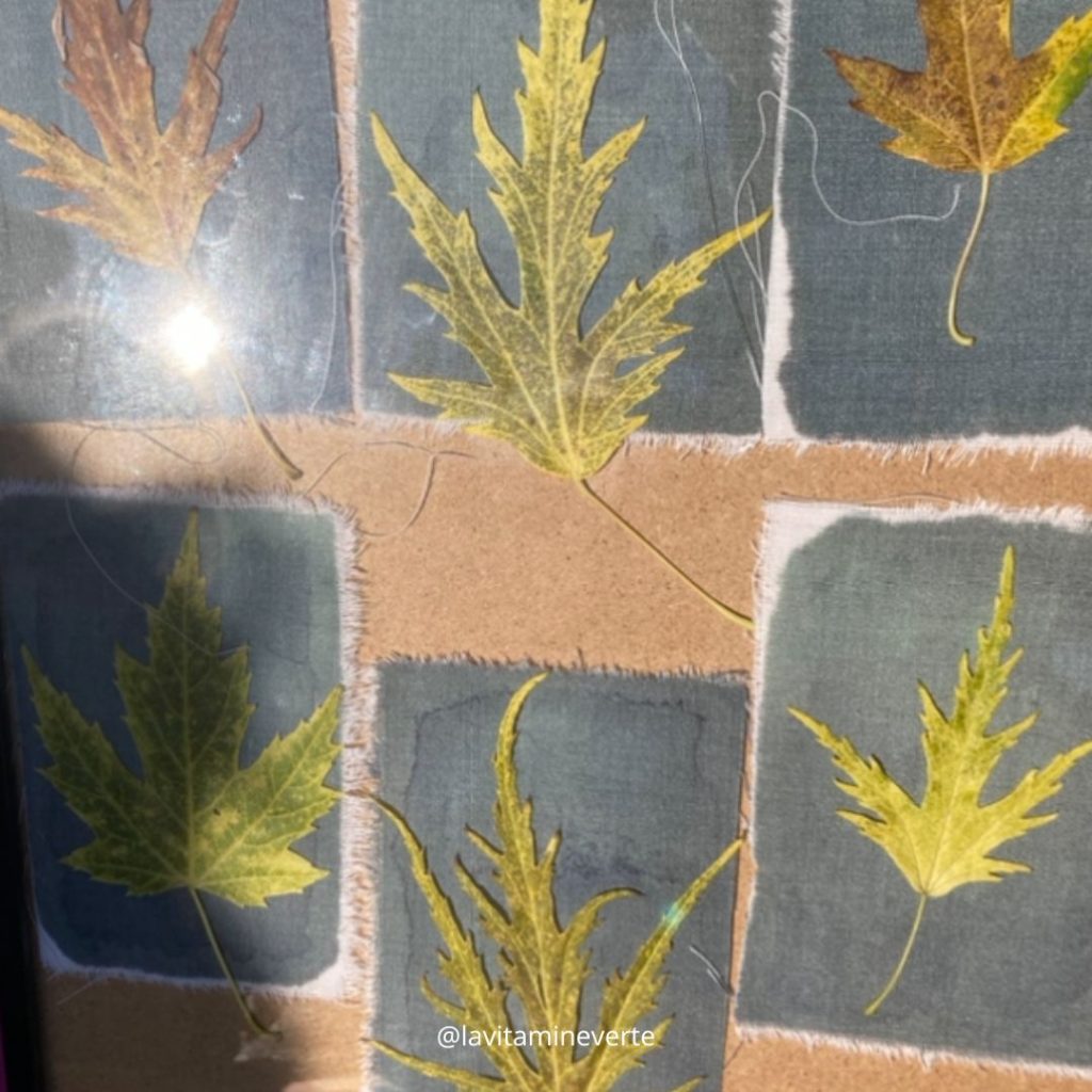 impression au soleil du cyanotype
