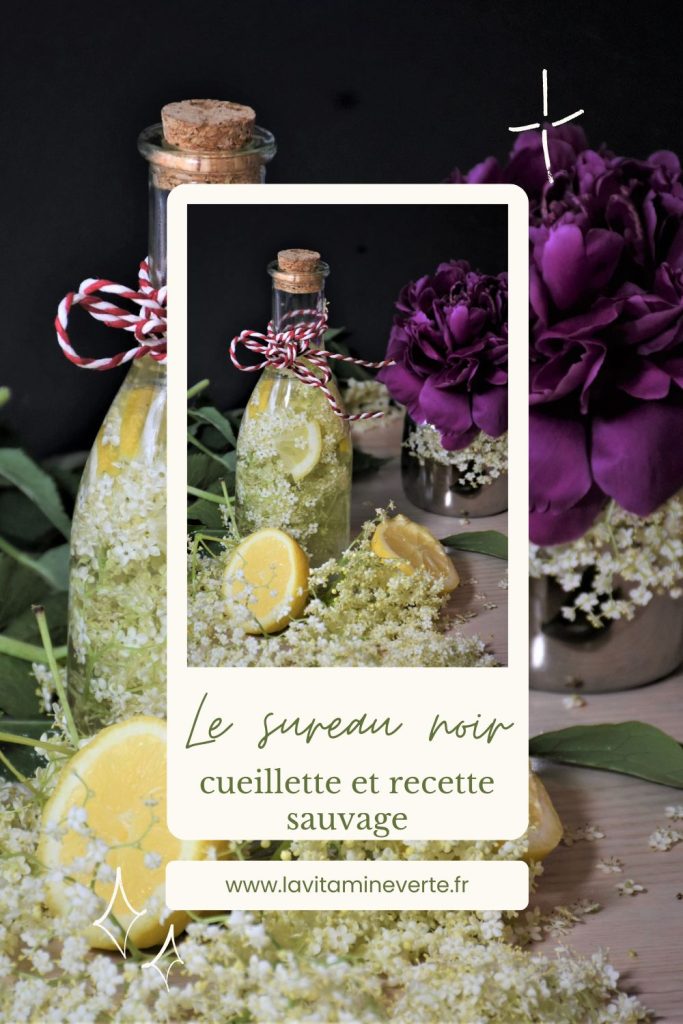 le sureau noir : cueillette et recette sauvage