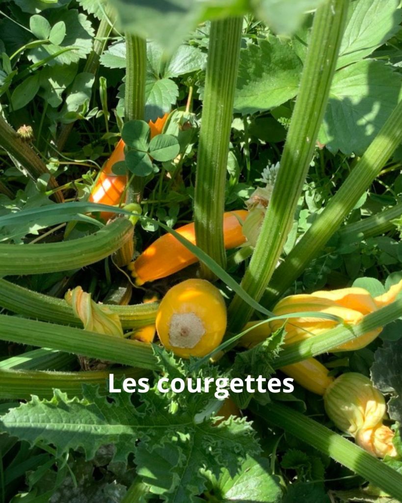 courgette