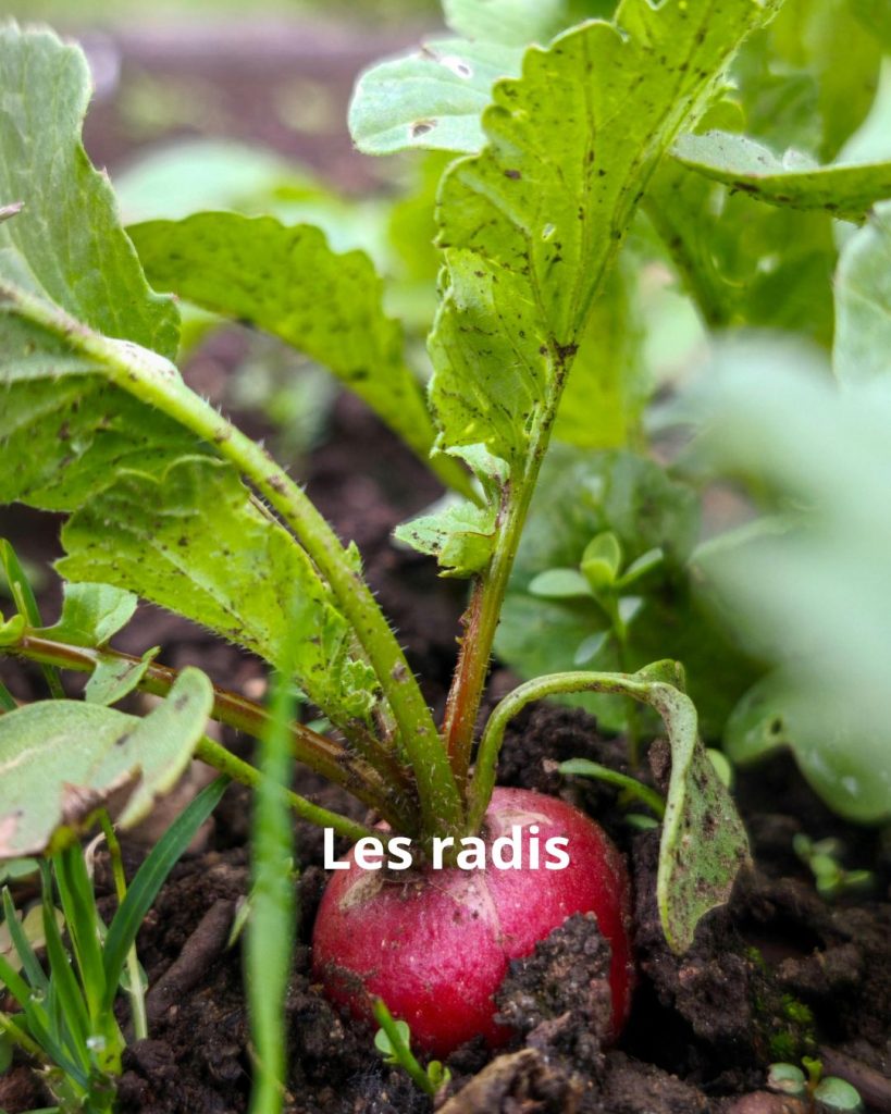 radis