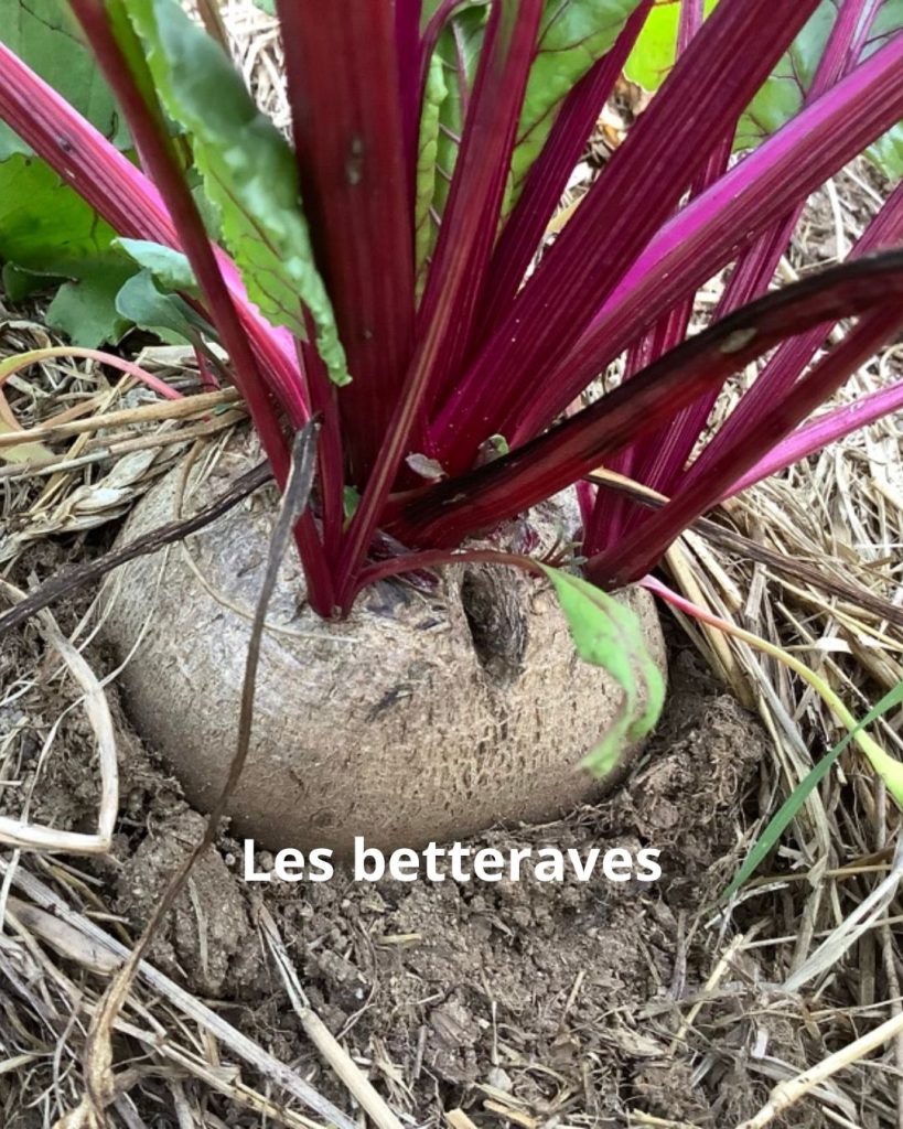 betterave
