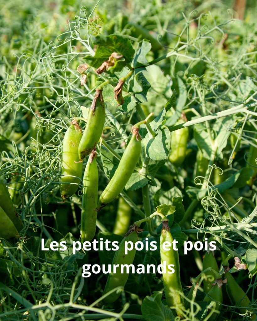 petit pois pois gourmand