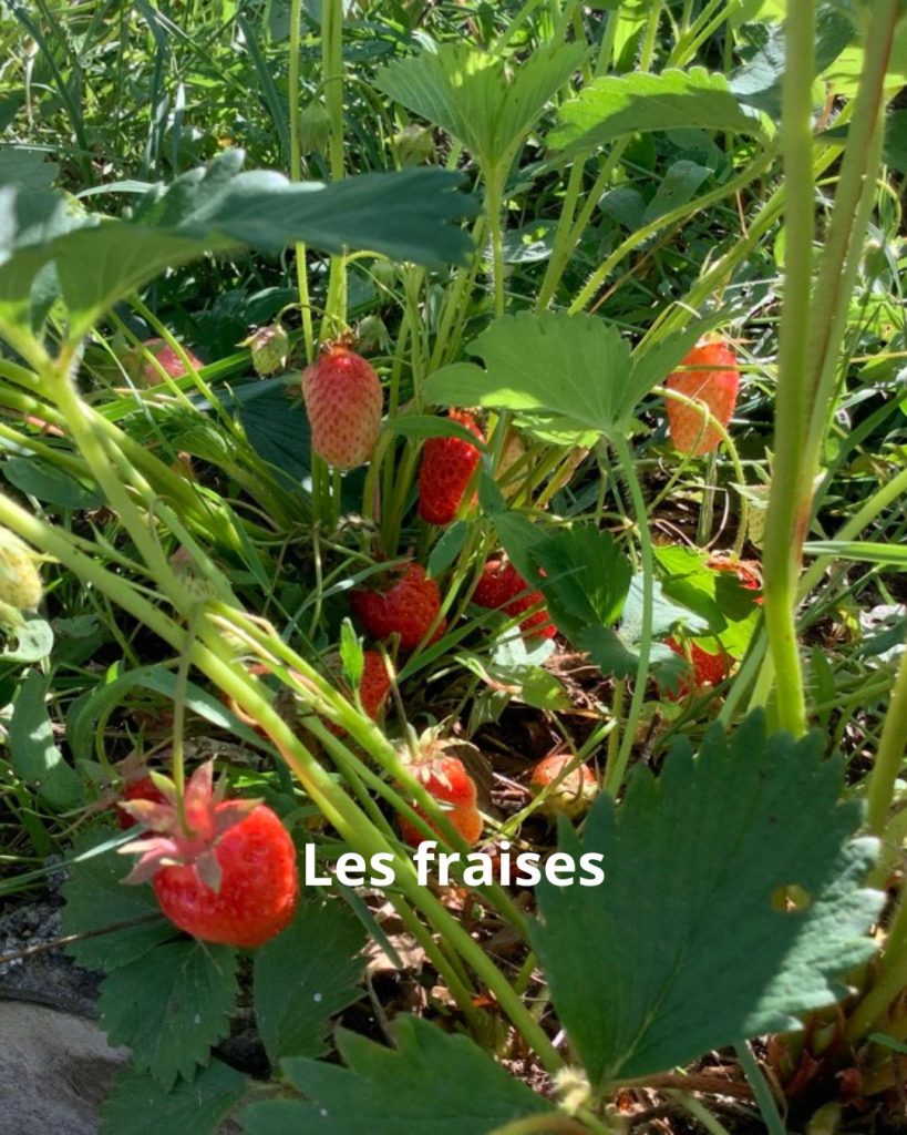 fraise