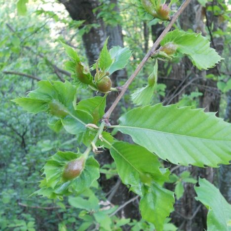 Comment je sèche mes plantes médicinales?