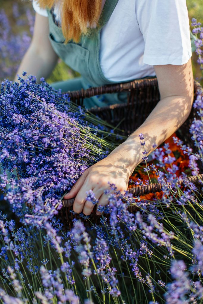 cueillette de plantes sauvages lavande