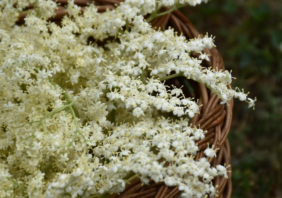fleurs de sureau noir