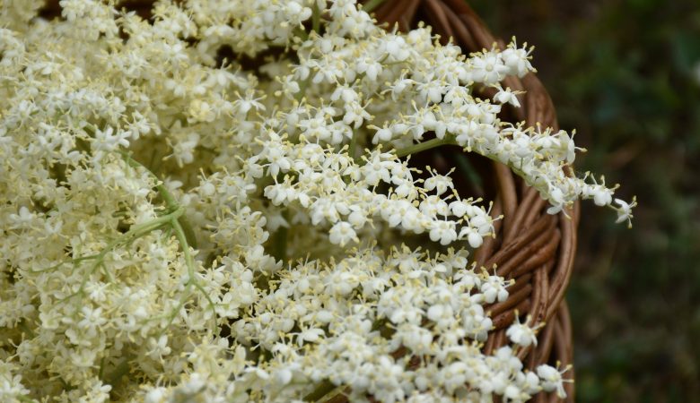 fleurs de sureau noir