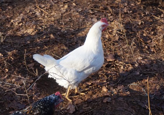 poules, poulailler familial