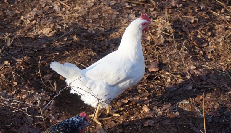 poules, poulailler familial