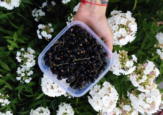 recette à base de cassis, récolte, transformation