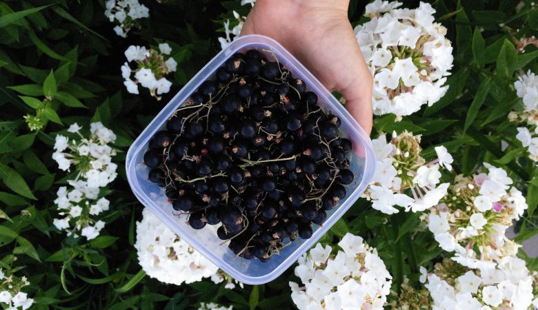 recette à base de cassis, récolte, transformation
