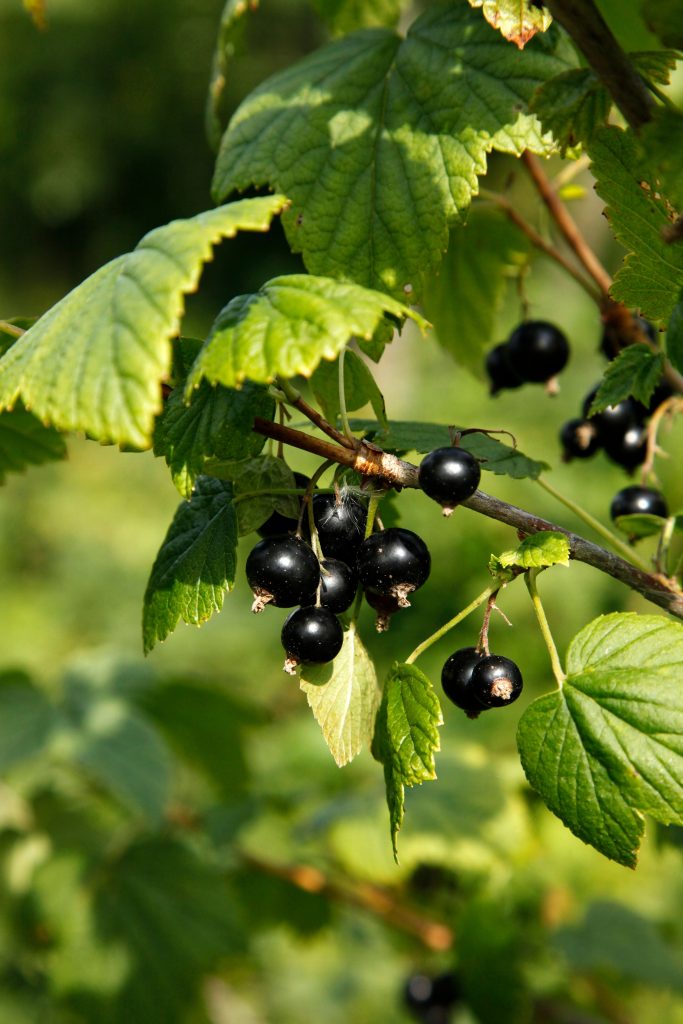 fruits de cassis