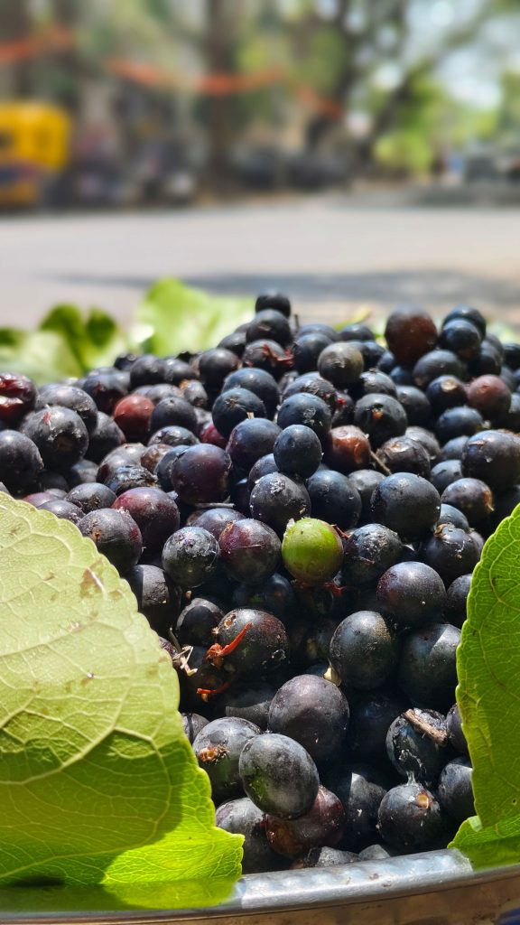 récolte du cassis