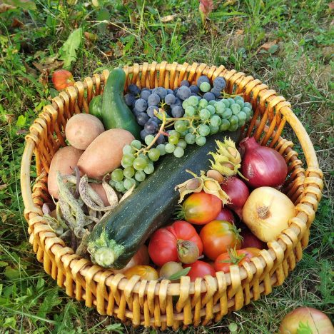 Accueillir ses premières poules : guide complet pour bien démarrer son poulailler familial