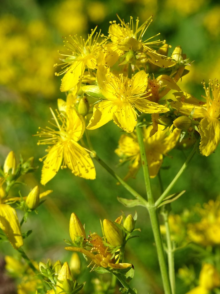 millepertuis fleurs jaunes