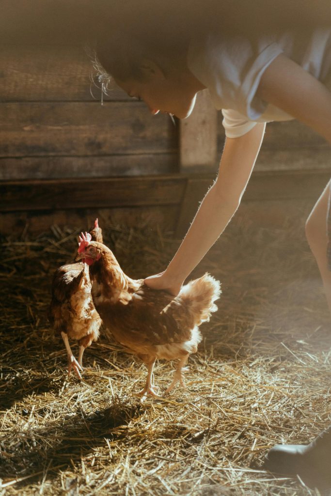 poulailler
poules
récolte oeufs