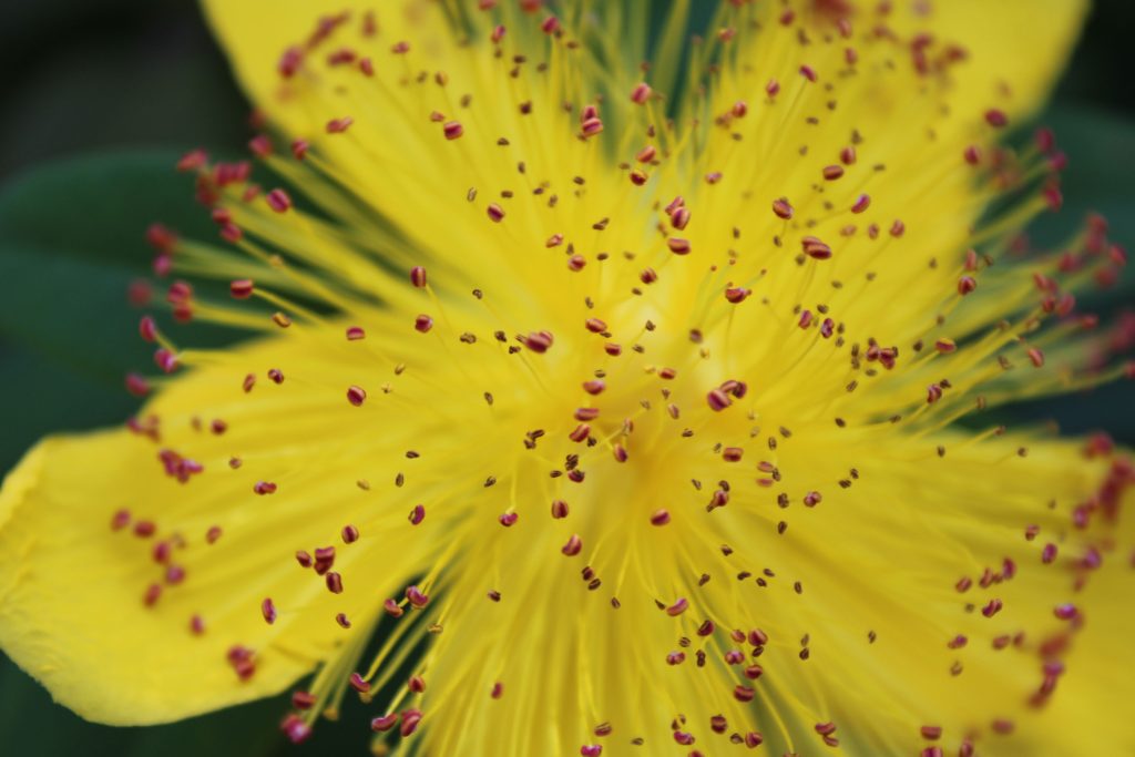 grossissement fleur de millepertuis perforé