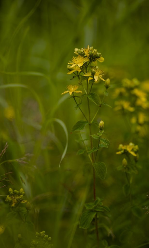 fleurs de millepertuis perforé