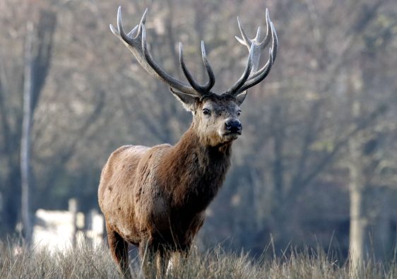 brame du cerf en famille règle et sécurité