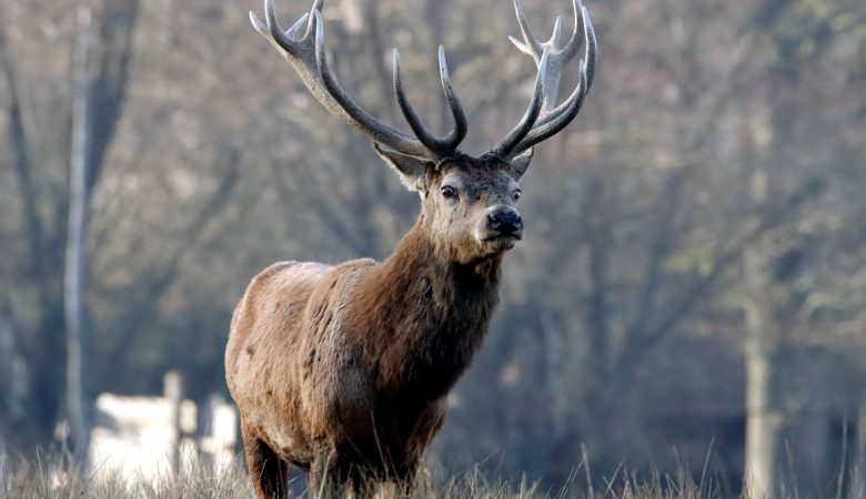 brame du cerf en famille règle et sécurité