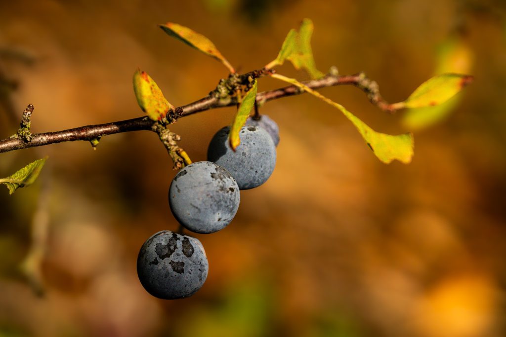 prunelle prunus spinosa