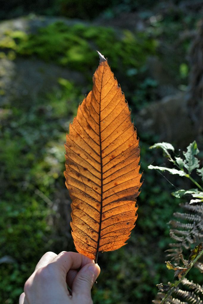 feuille simple de chataignier