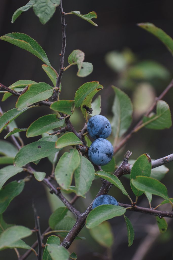 prunelle prunus spinosa