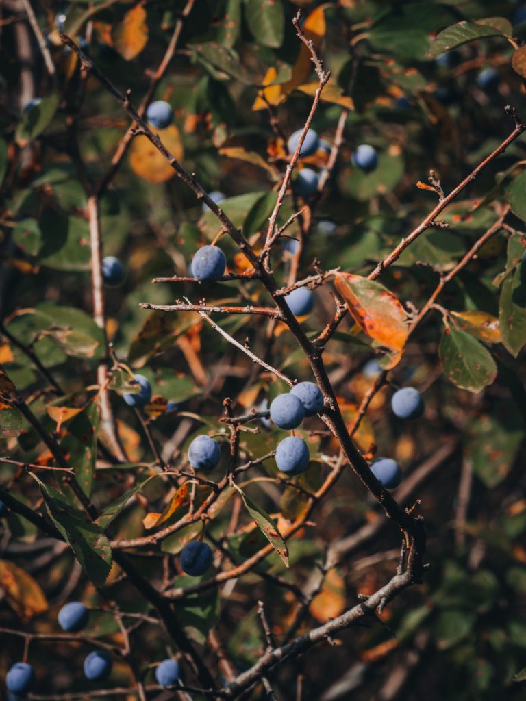 prunelle prunus spinosa