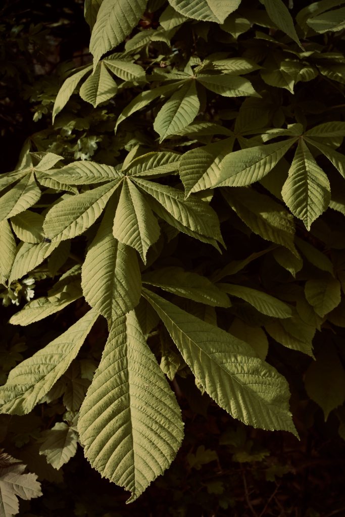 feuille composée de marronnier
